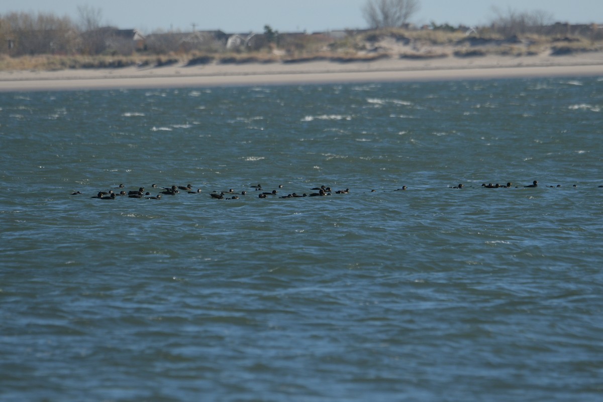 Black Scoter - ML644658711