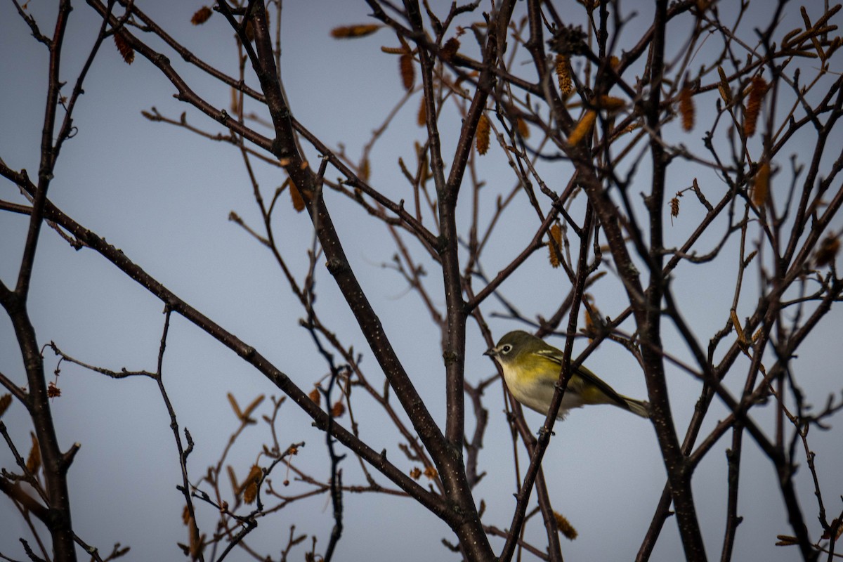 Blue-headed Vireo - ML644658712