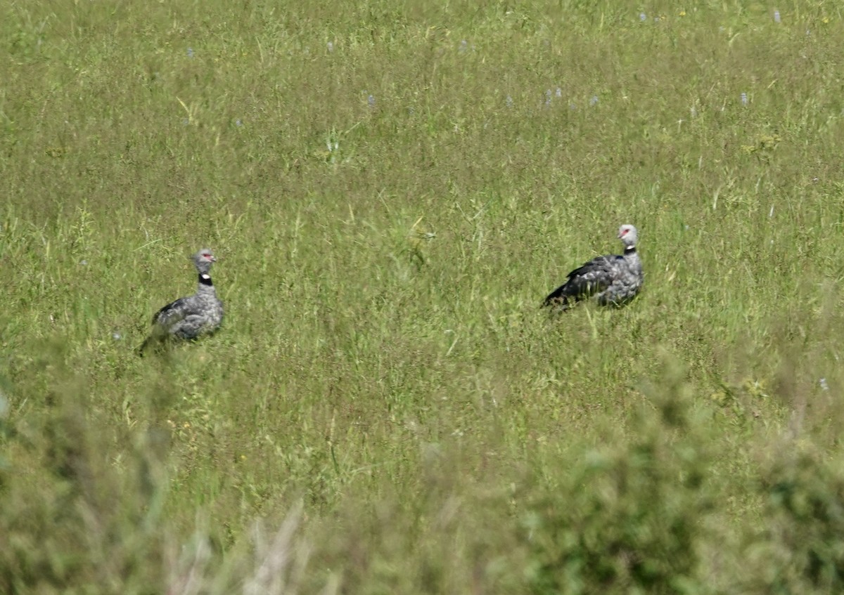 Southern Screamer - ML644658713