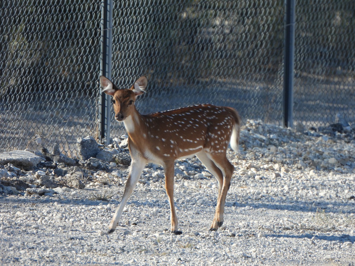 Chital - ML644658718