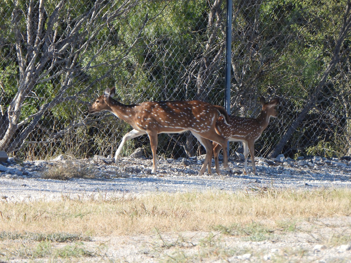 Chital - ML644658719