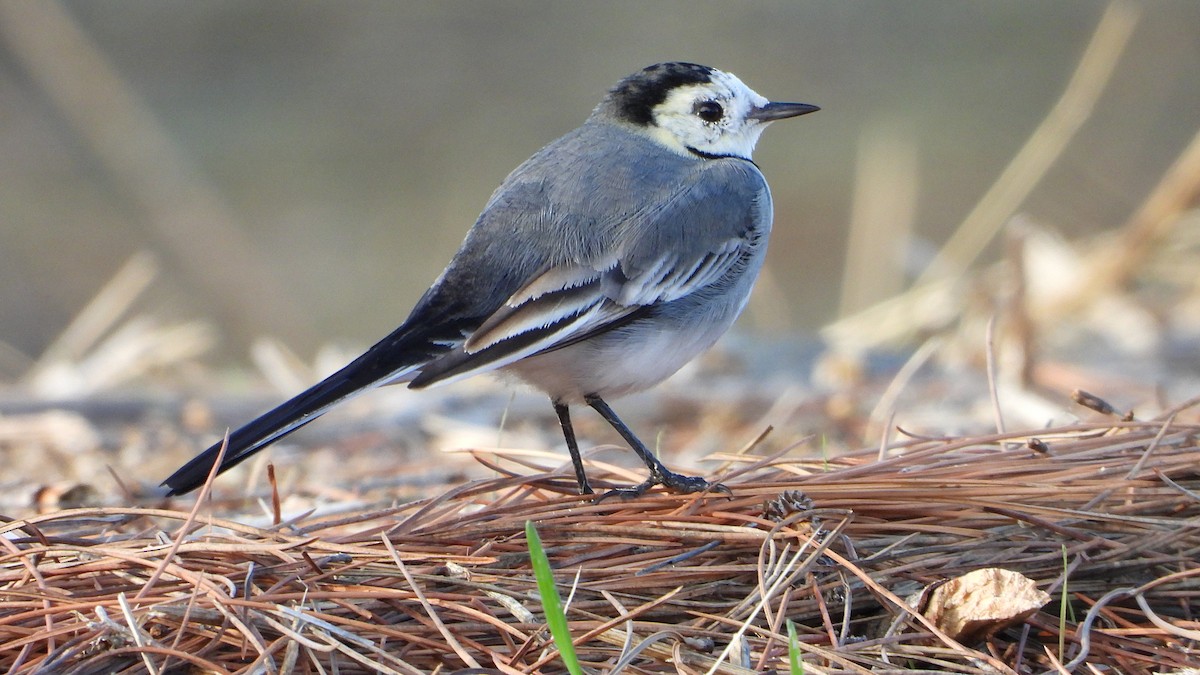 Bergeronnette grise - ML644658720