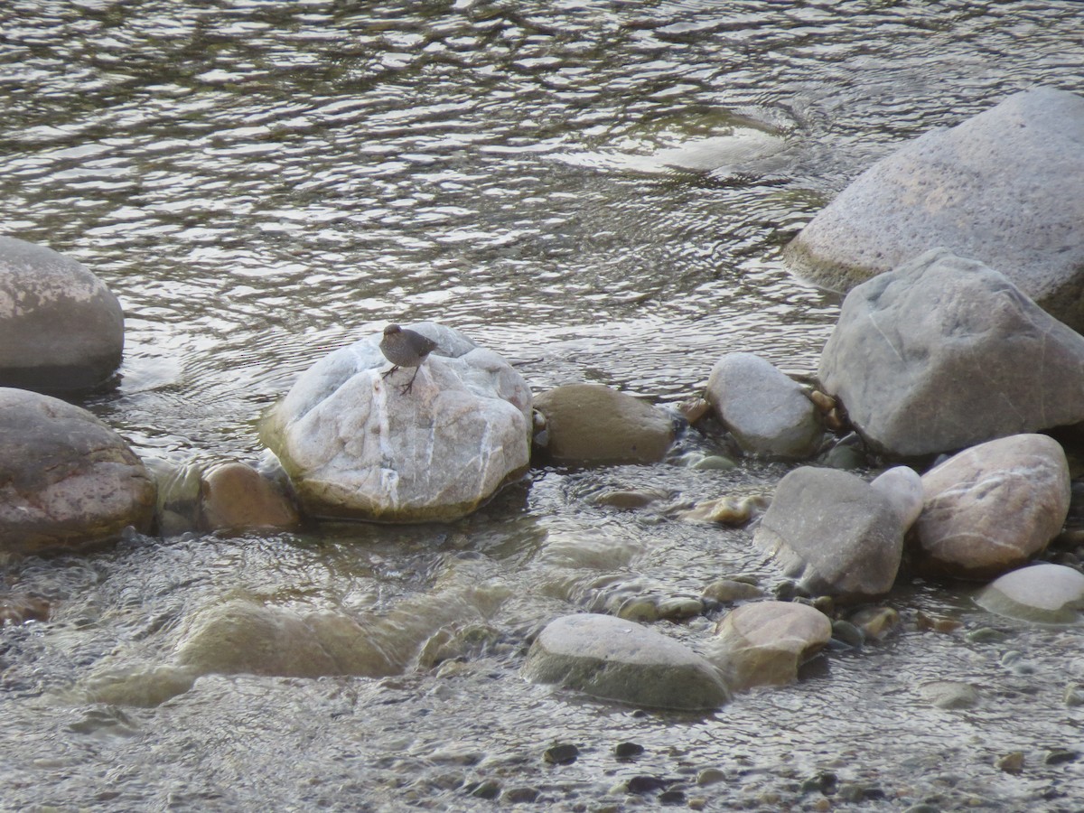 Горихвістка сиза - ML644658722