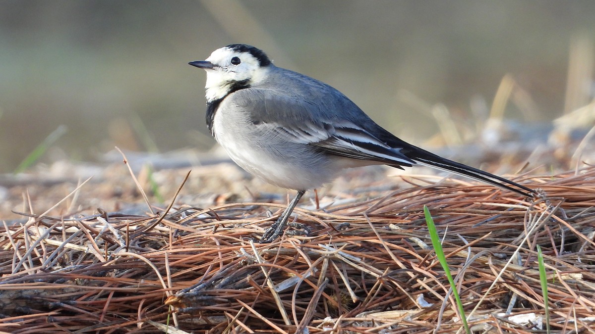 Bergeronnette grise - ML644658723