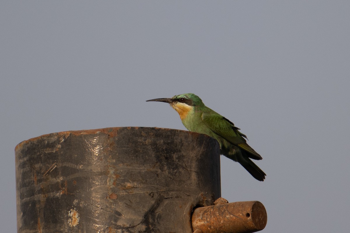 Зелёная щурка - ML644658729