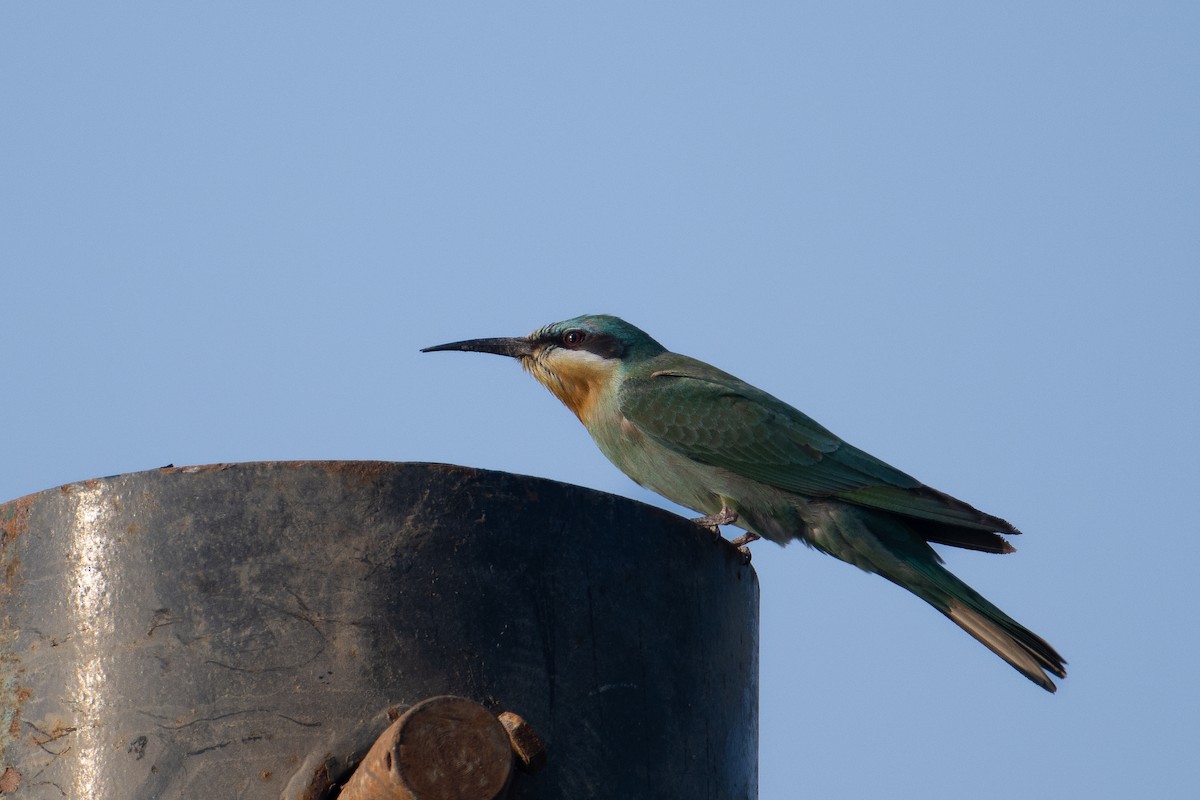 Зелёная щурка - ML644658730