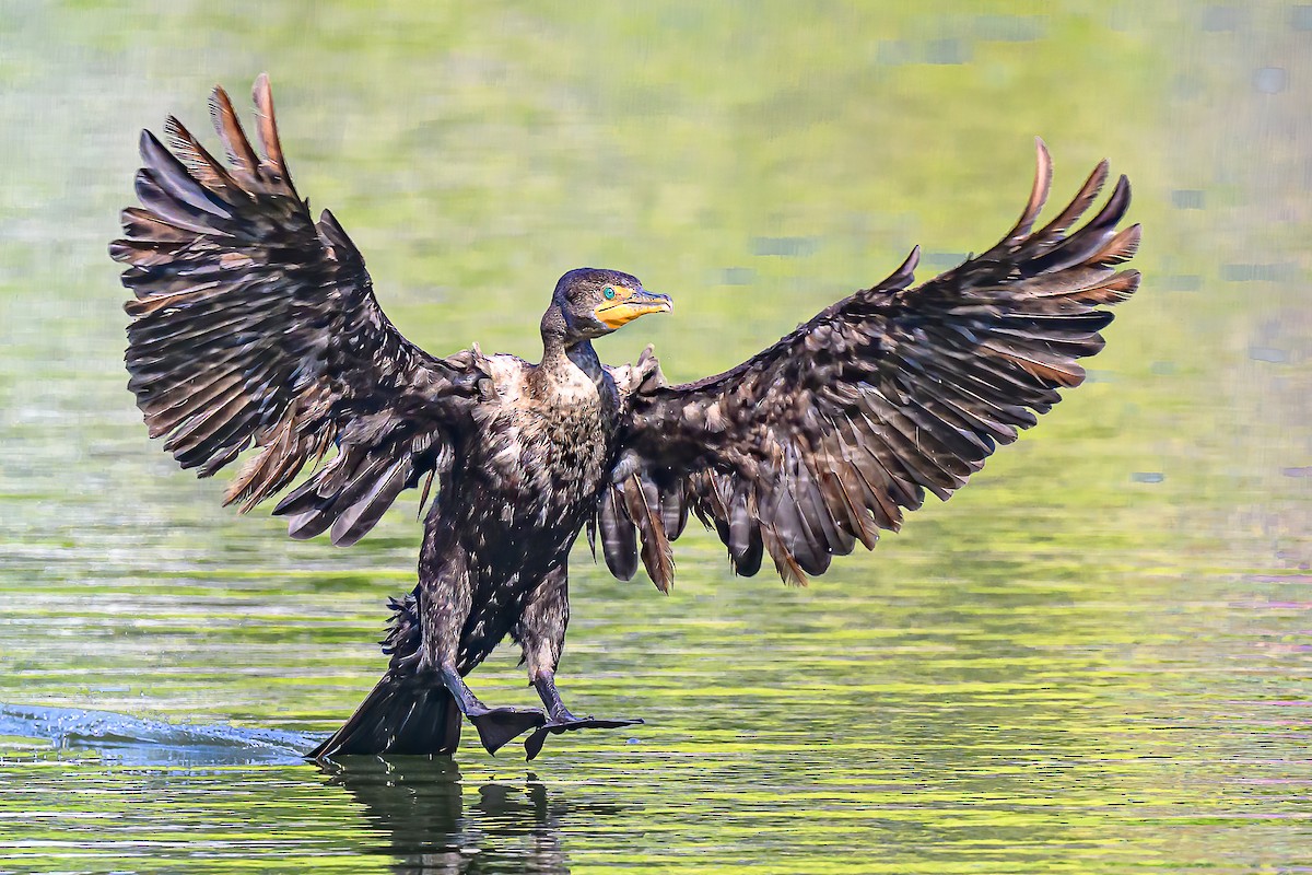 Cormoran à aigrettes - ML644658736