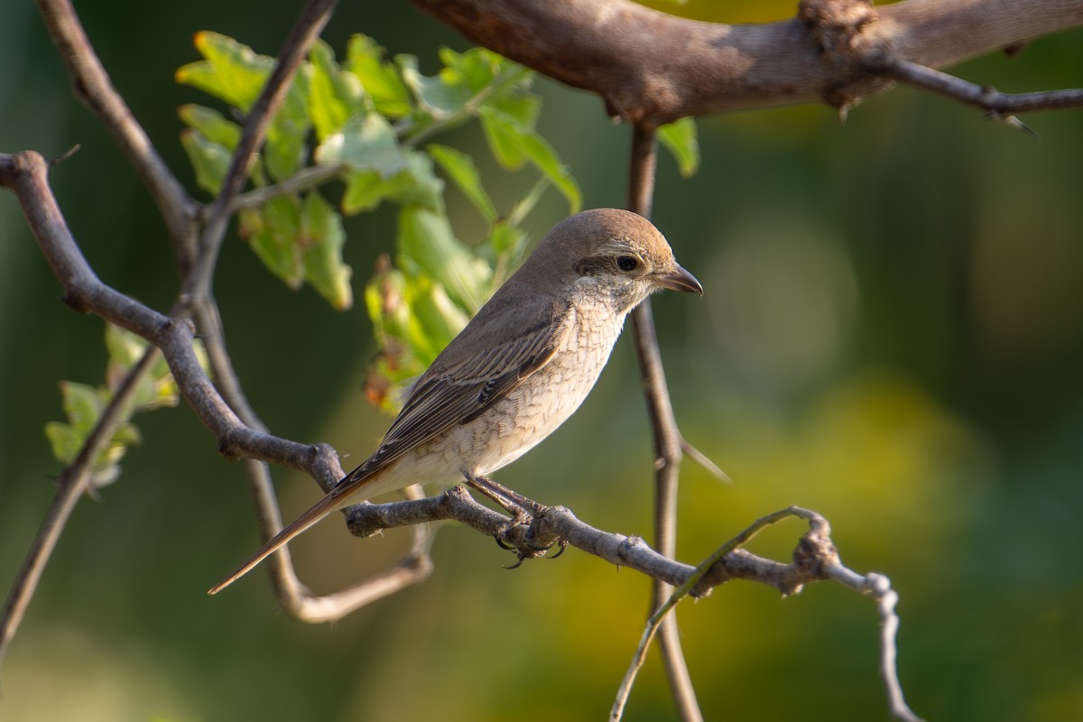 Pie-grièche du Turkestan - ML644658738