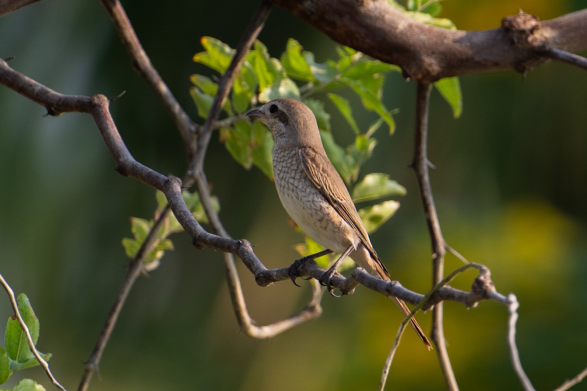 Pie-grièche du Turkestan - ML644658739