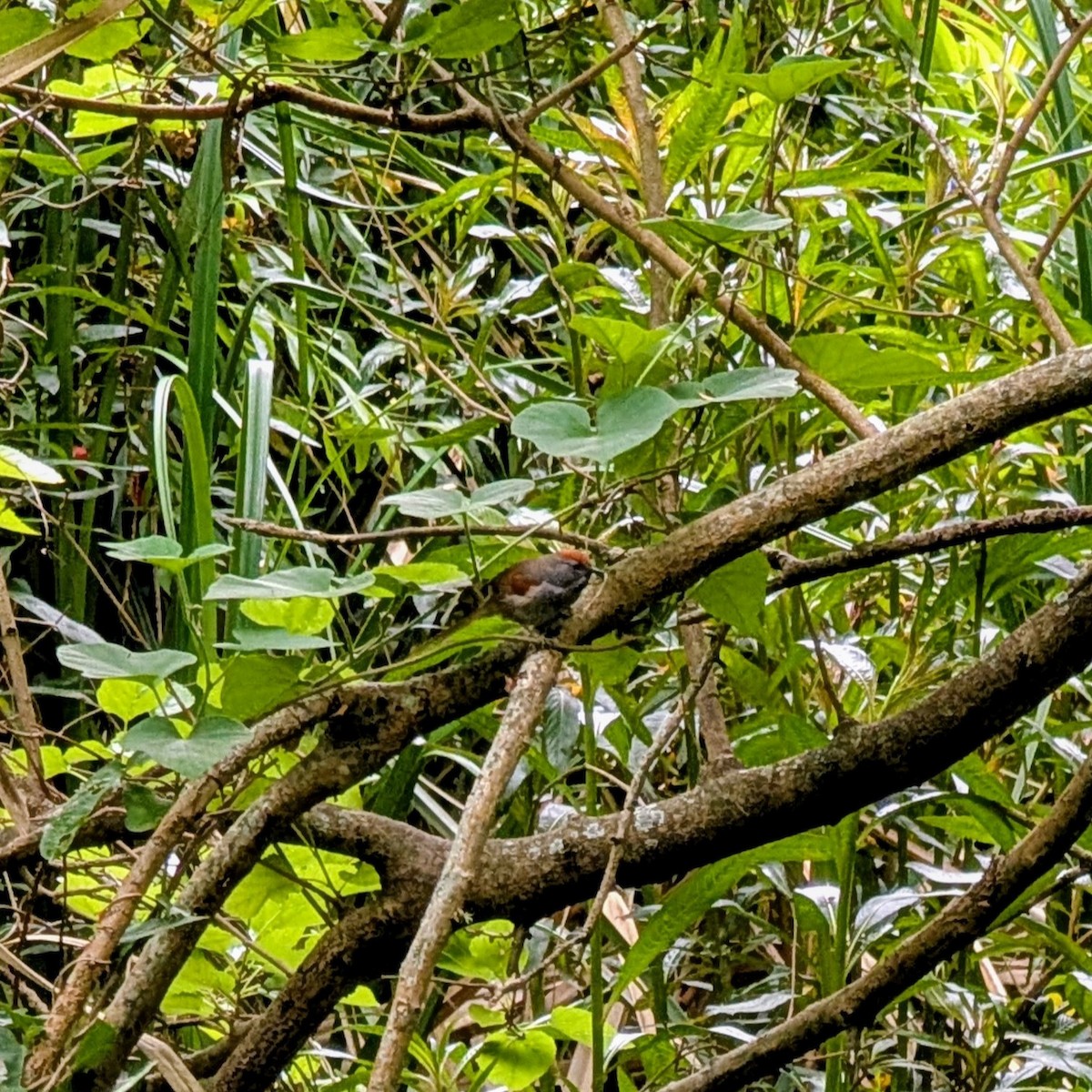 Pijuí Plomizo - ML644658740