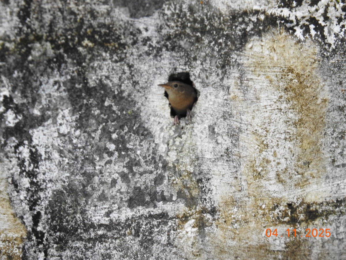 Southern House Wren - ML644658743