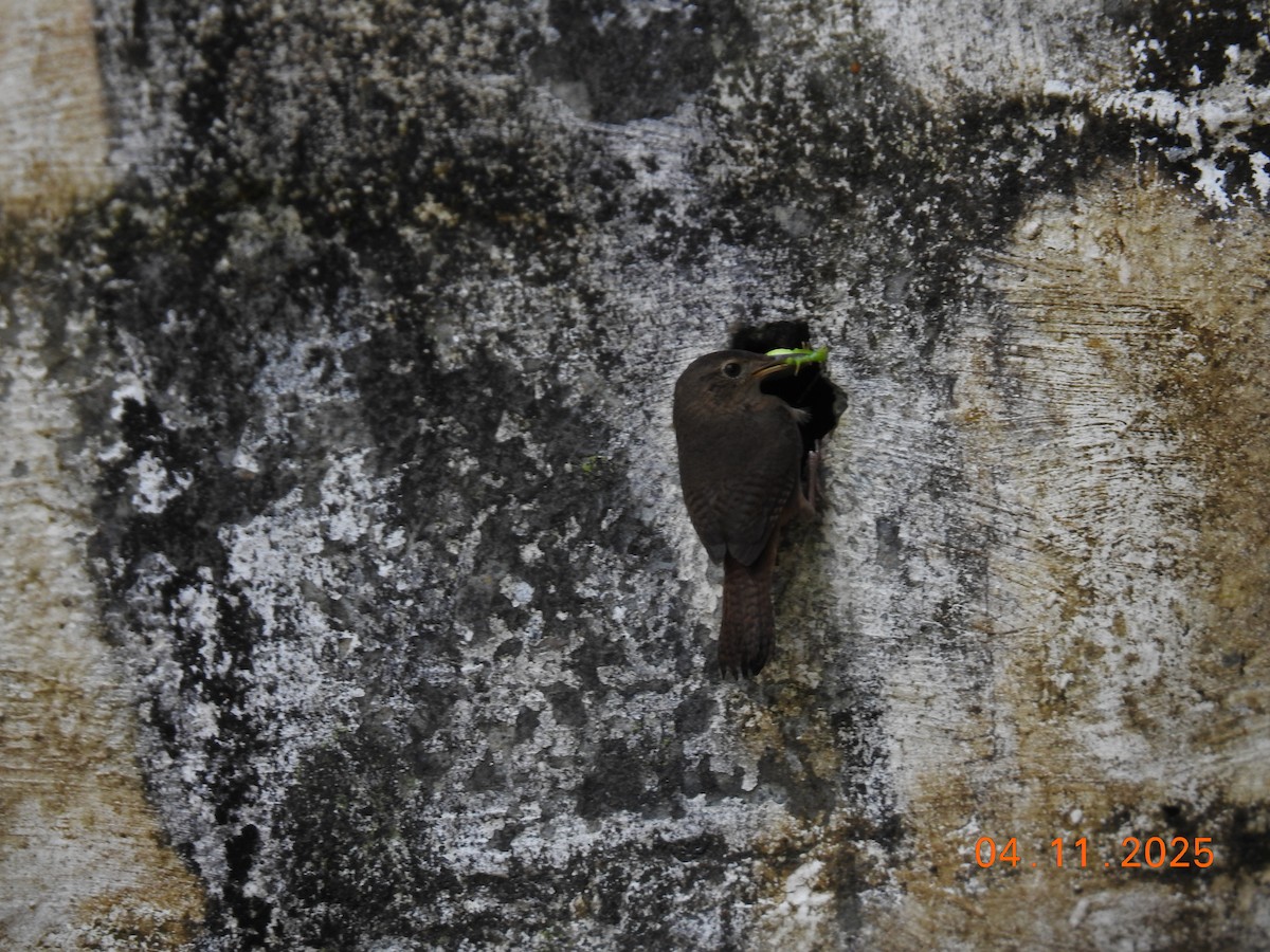 Southern House Wren - ML644658744
