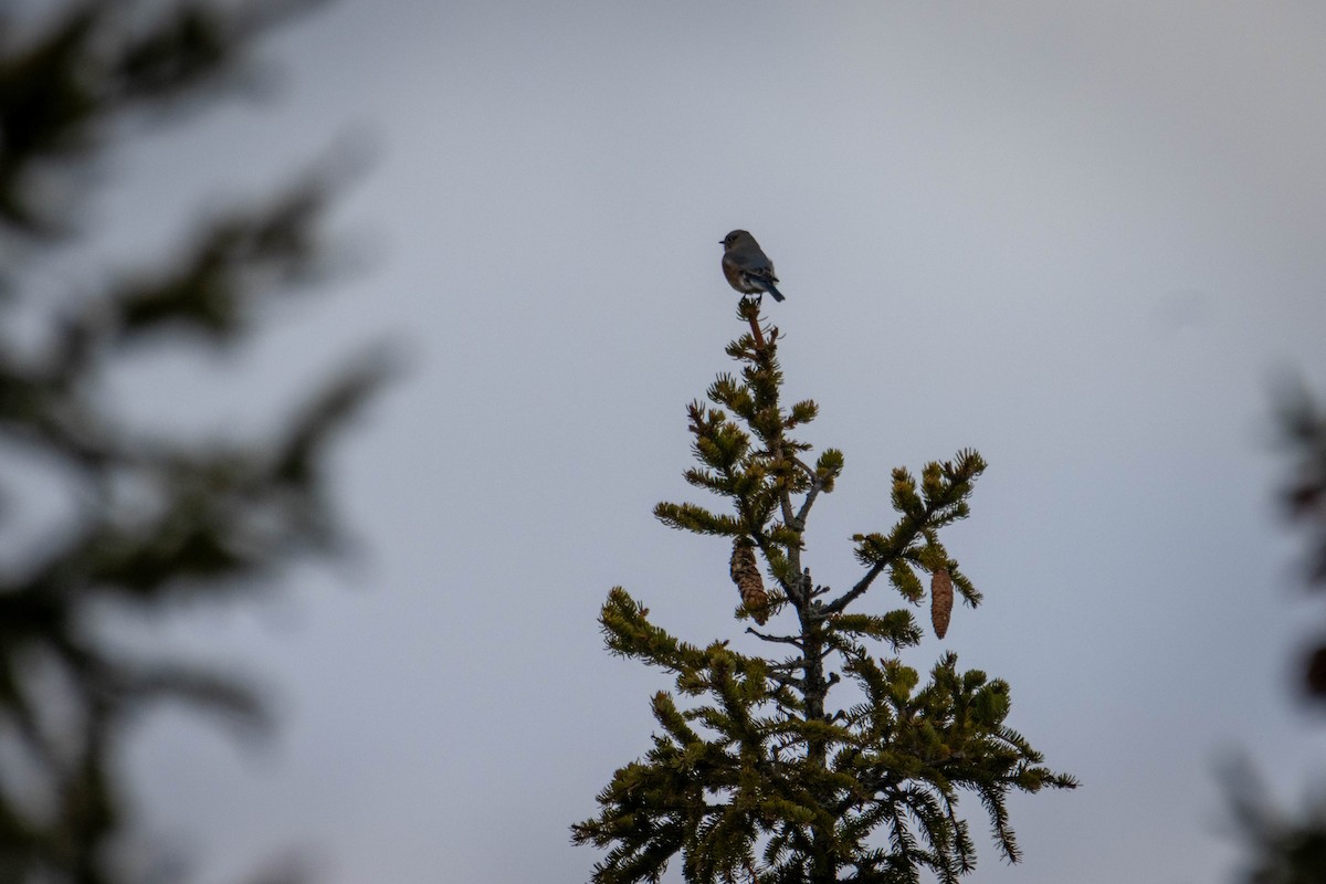 Eastern Bluebird - ML644658751