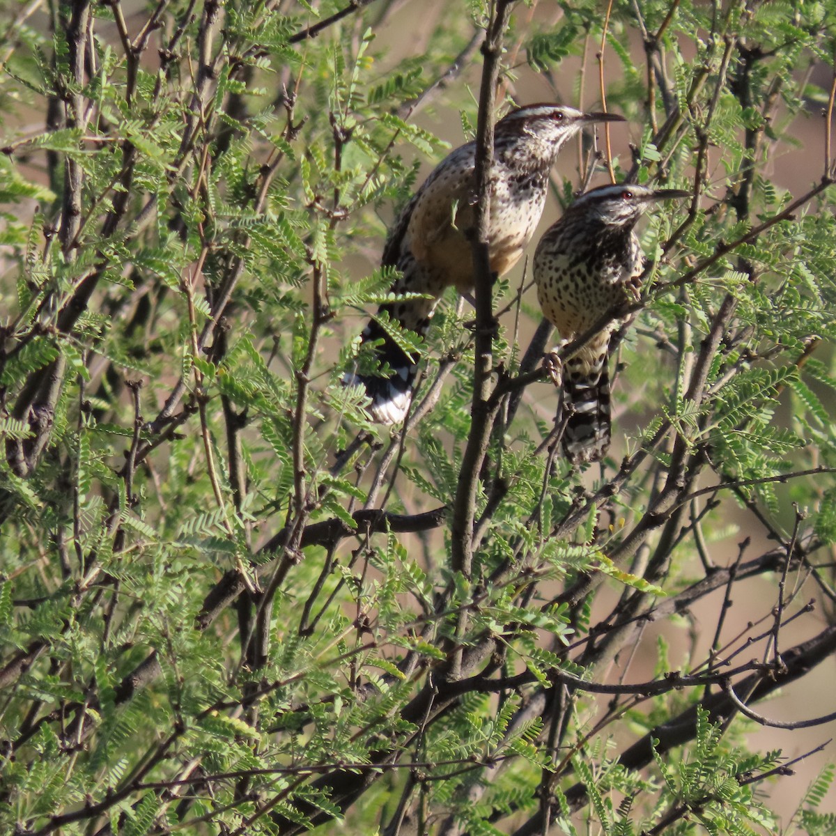 Cactus Wren - ML644658795