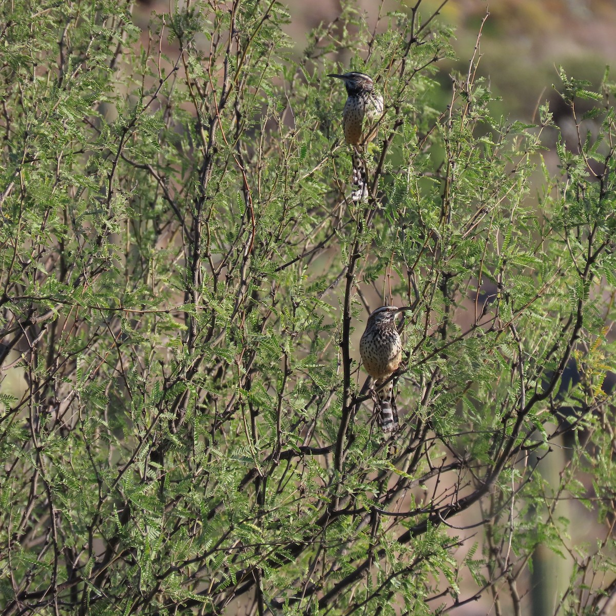Cactus Wren - ML644658796