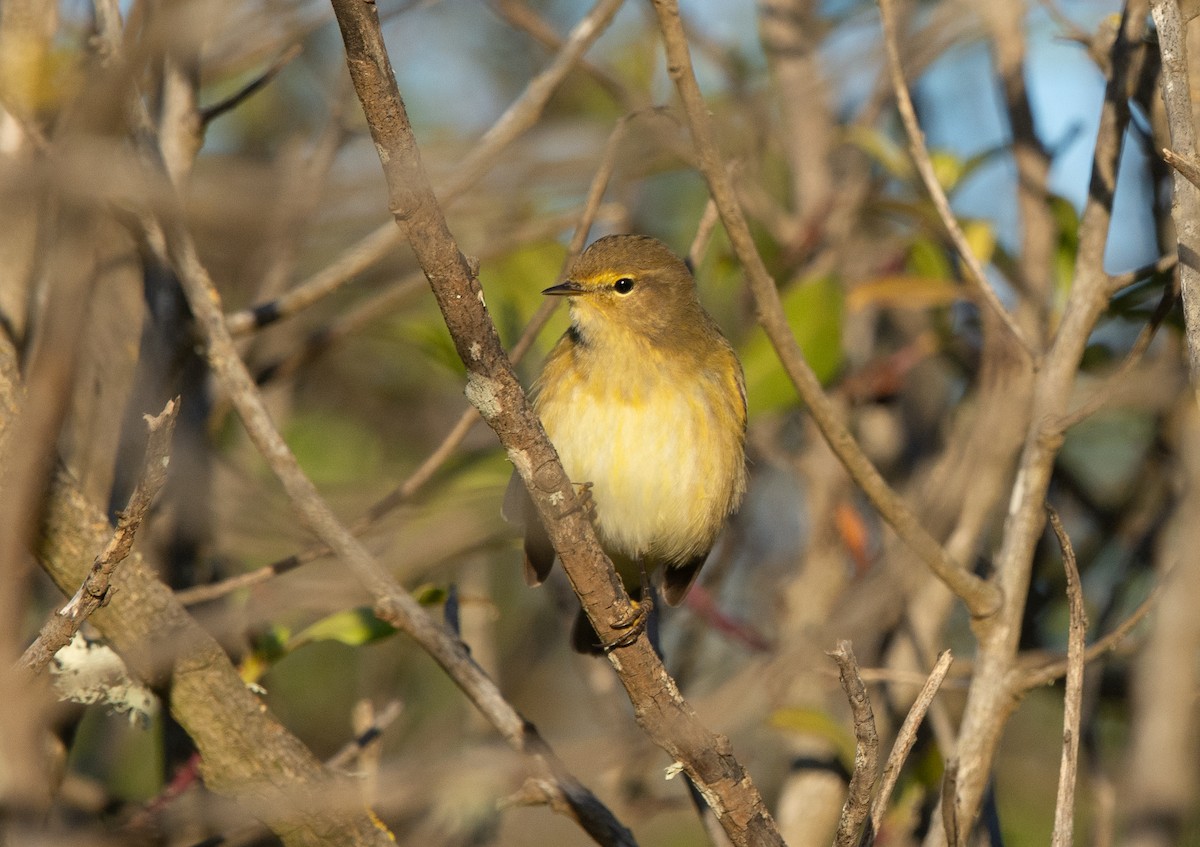 Pouillot véloce - ML644658800