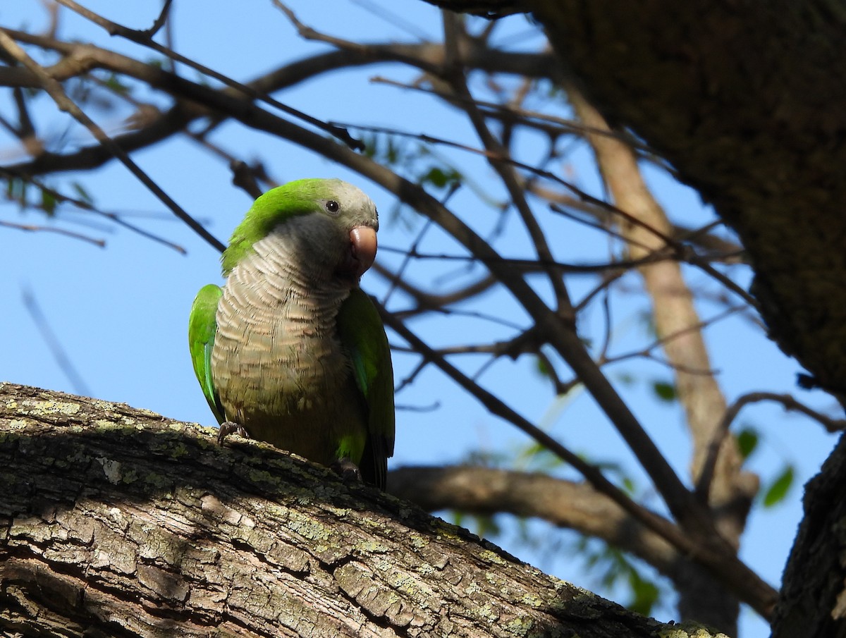 Perriche veuve - ML644658804