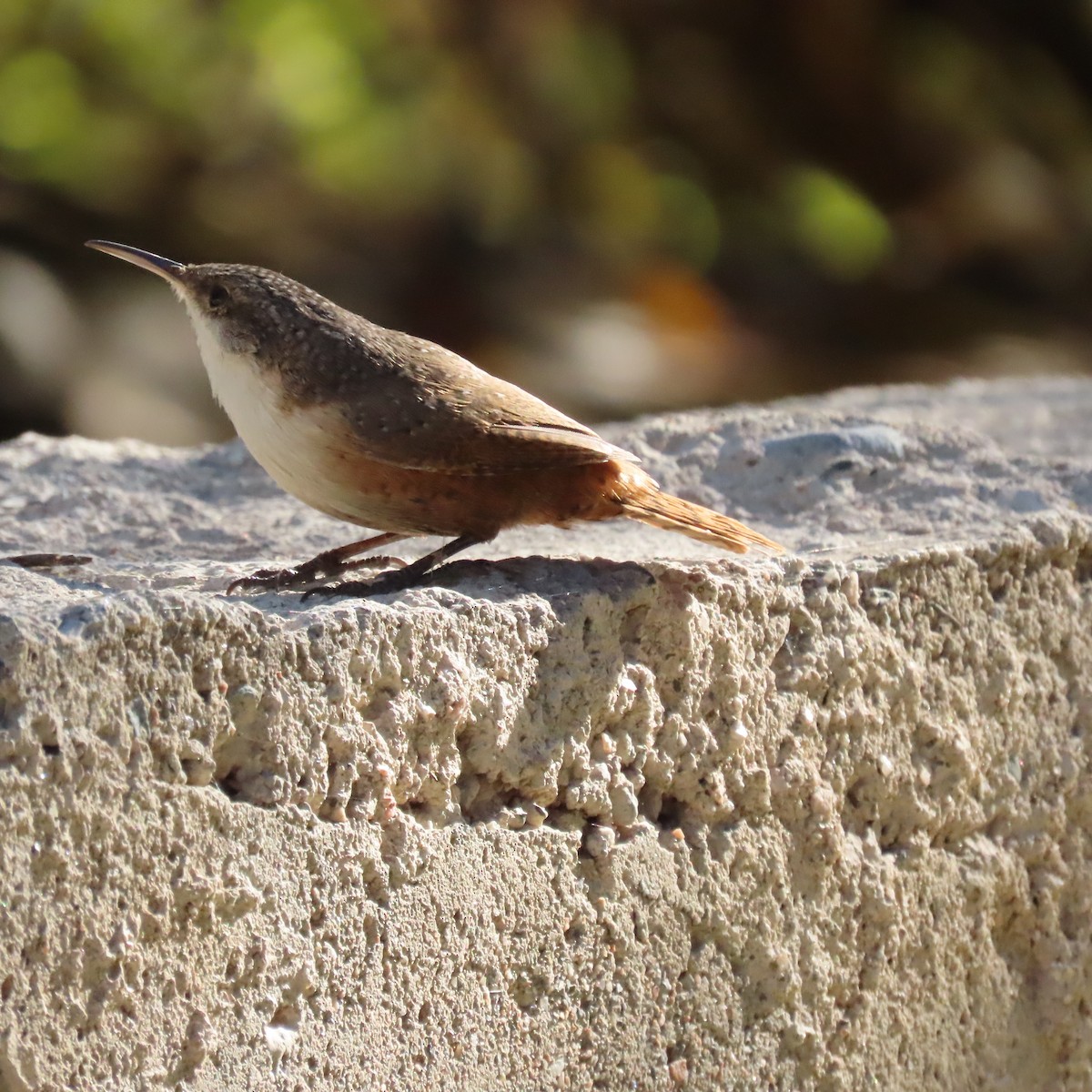 Canyon Wren - ML644658805