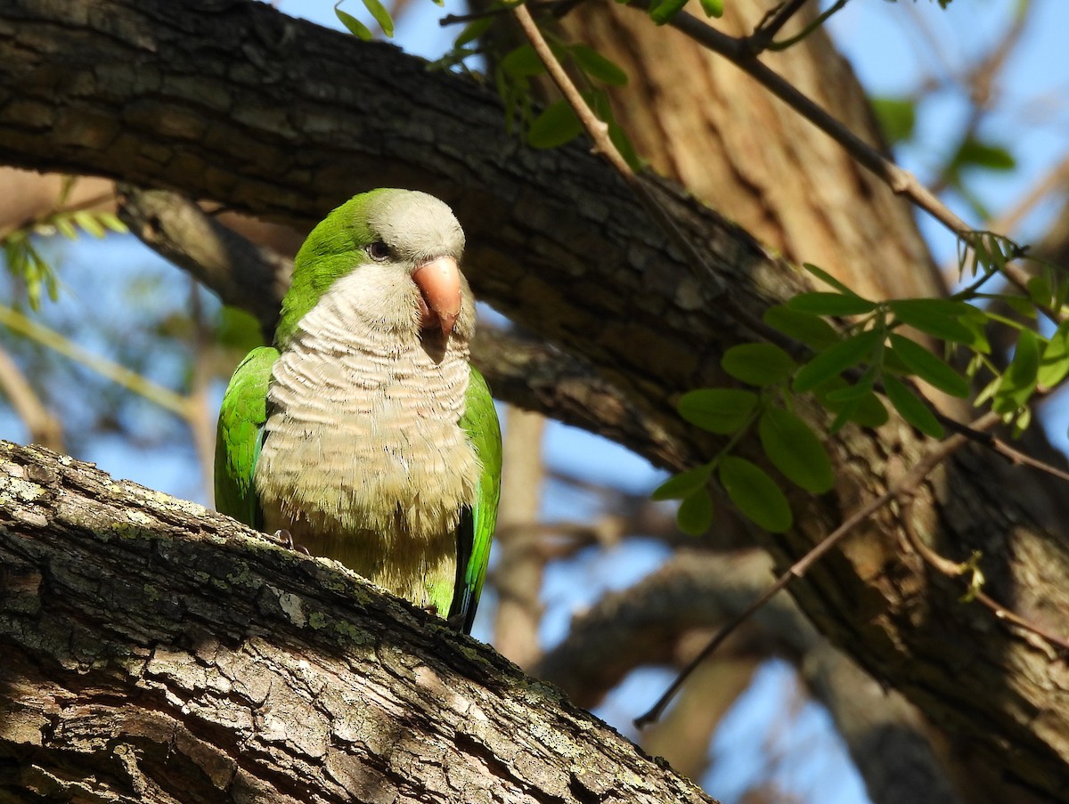 Perriche veuve - ML644658806