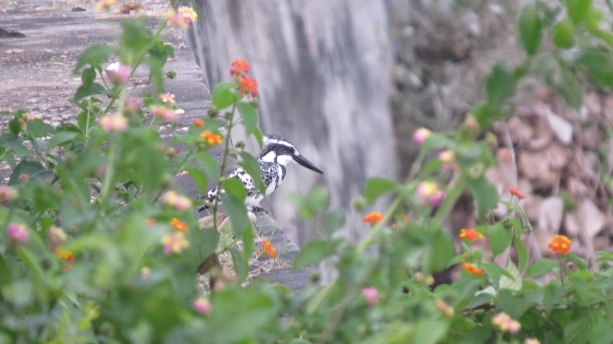 Рибалочка строкатий - ML644658807