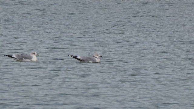 Küçük Gümüş Martı - ML644658808