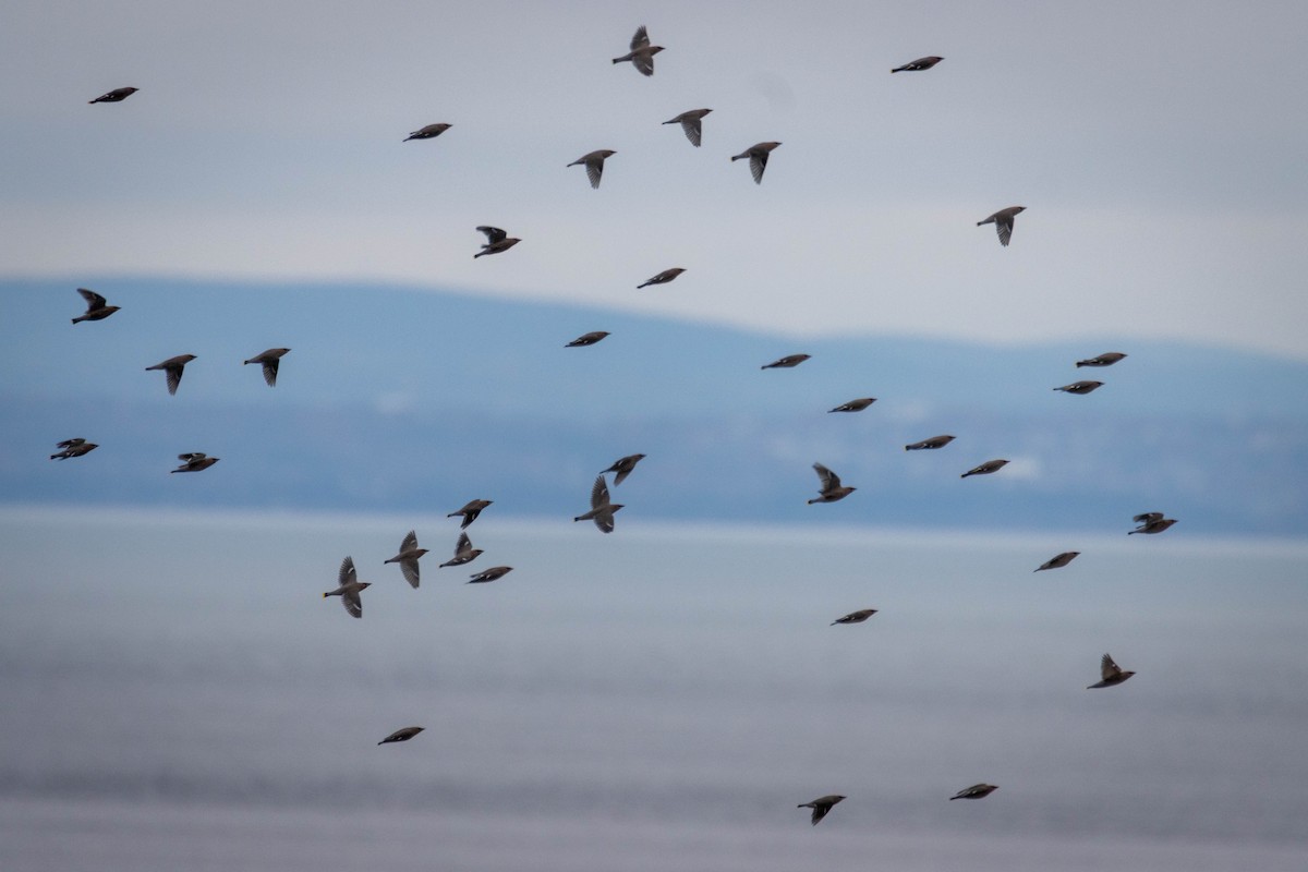 キレンジャク - ML644658815