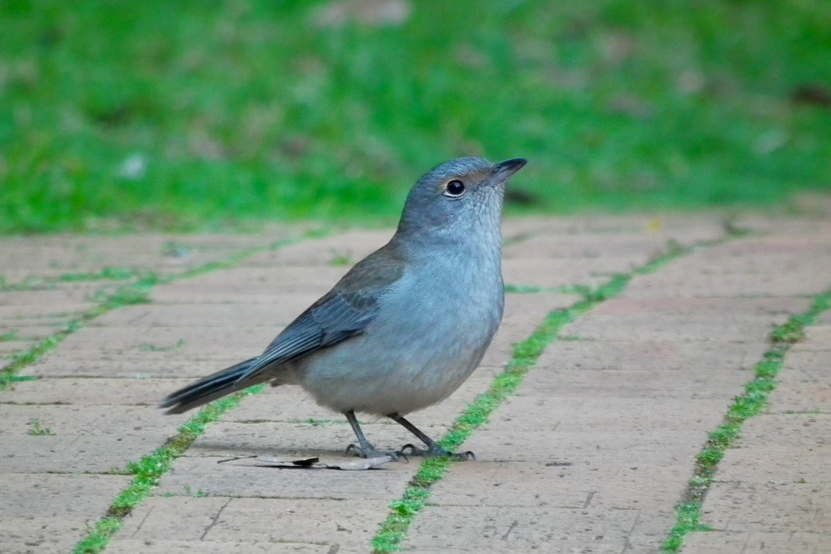 Gray Shrikethrush - ML644658819