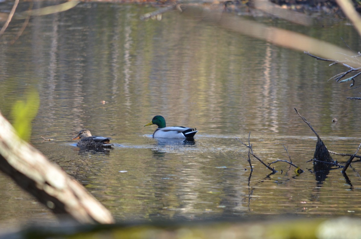 Зэрлэг нугас - ML644658826