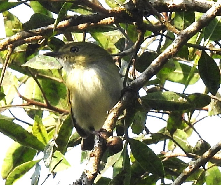 Hangnest Tody-Tyrant - ML644658828