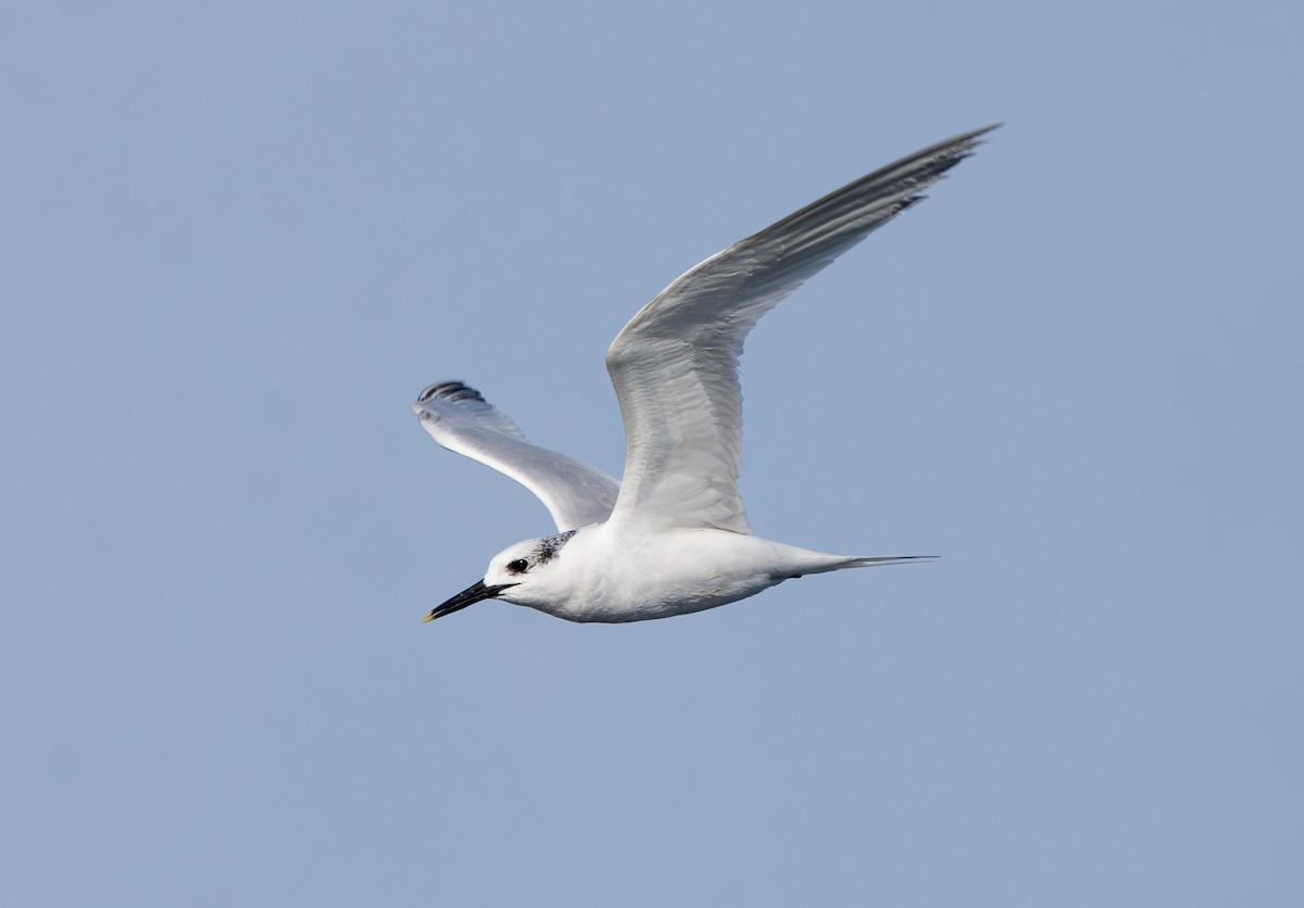 Sterne caugek - ML644658829