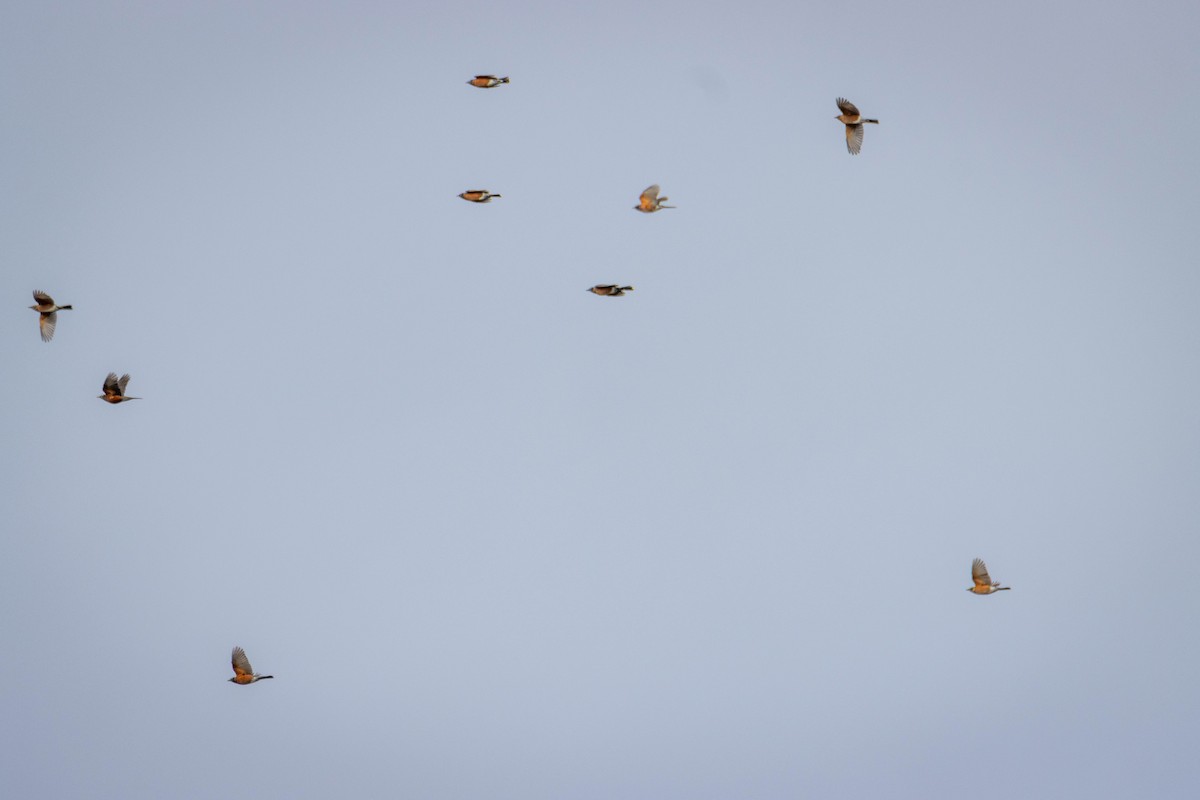 American Robin - ML644658830