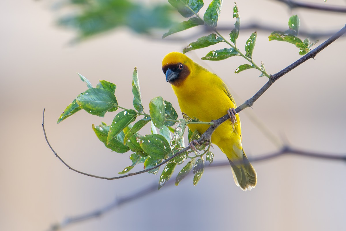 キイロハタオリ - ML644658833