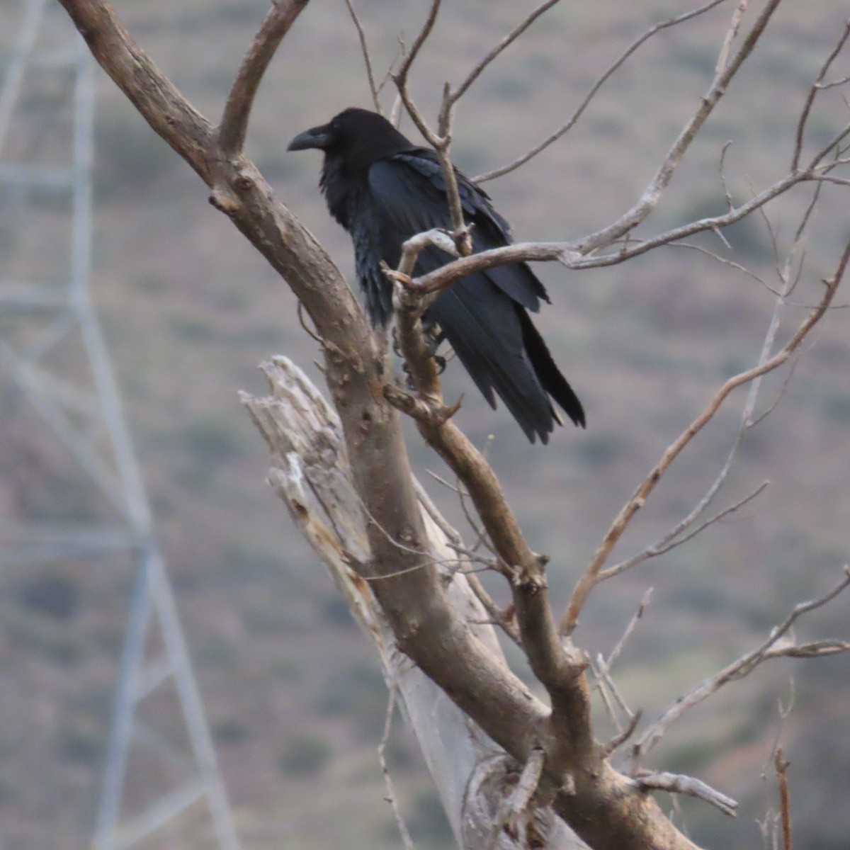 Erroi handia - ML644658835