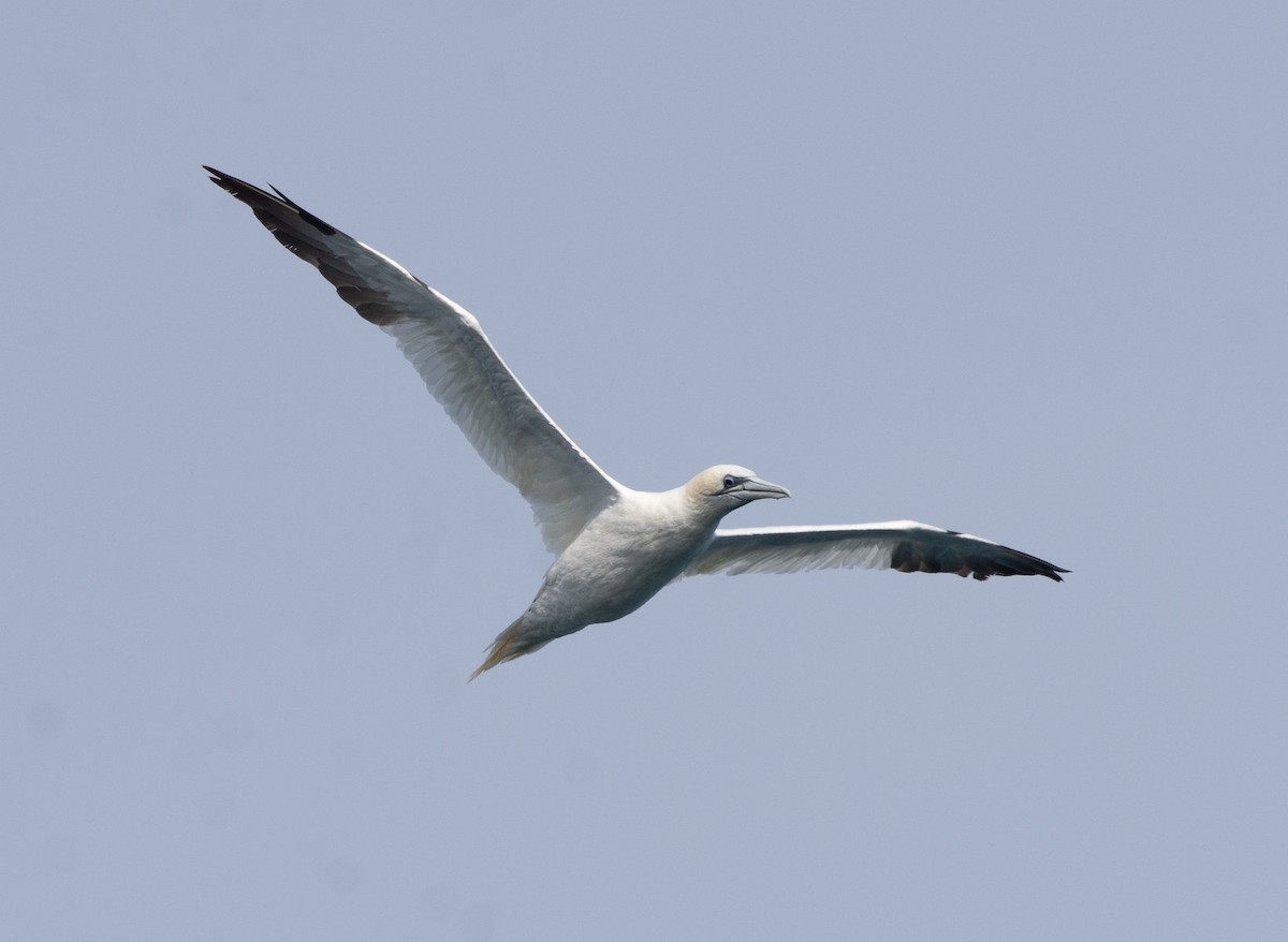 havsule - ML644658846