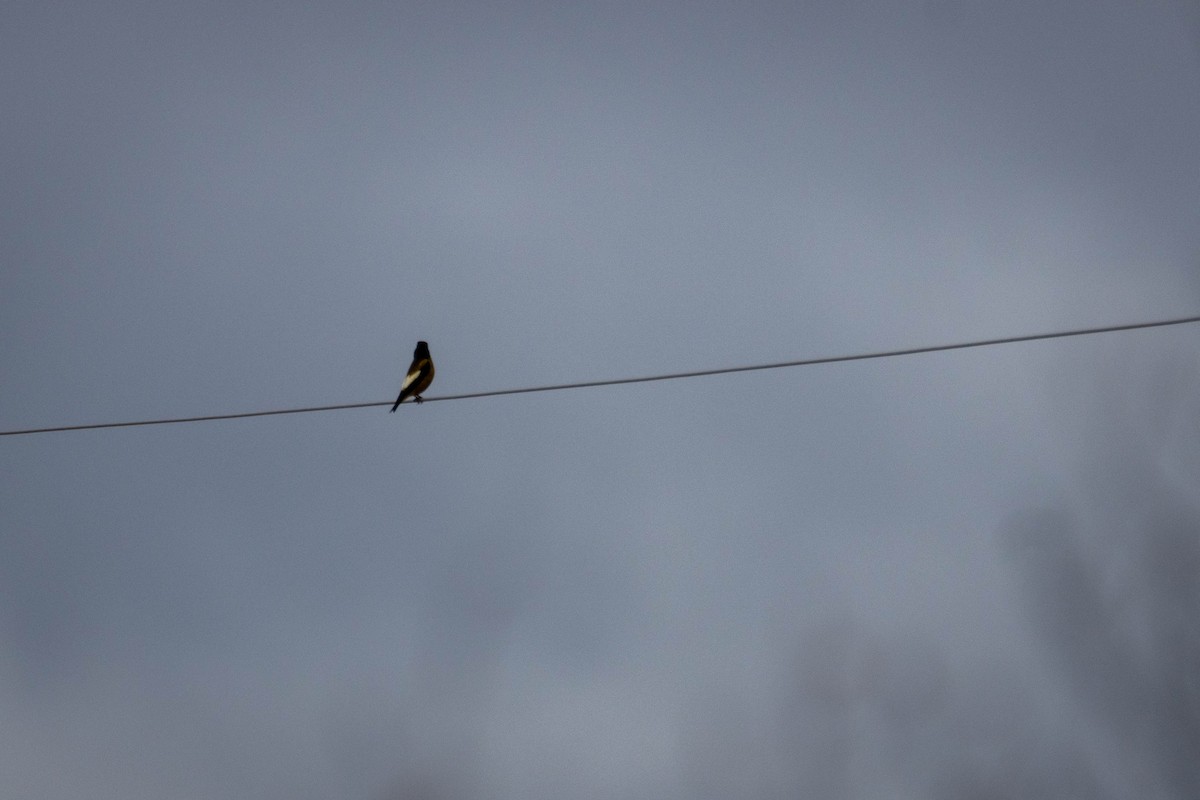 Evening Grosbeak - ML644658849