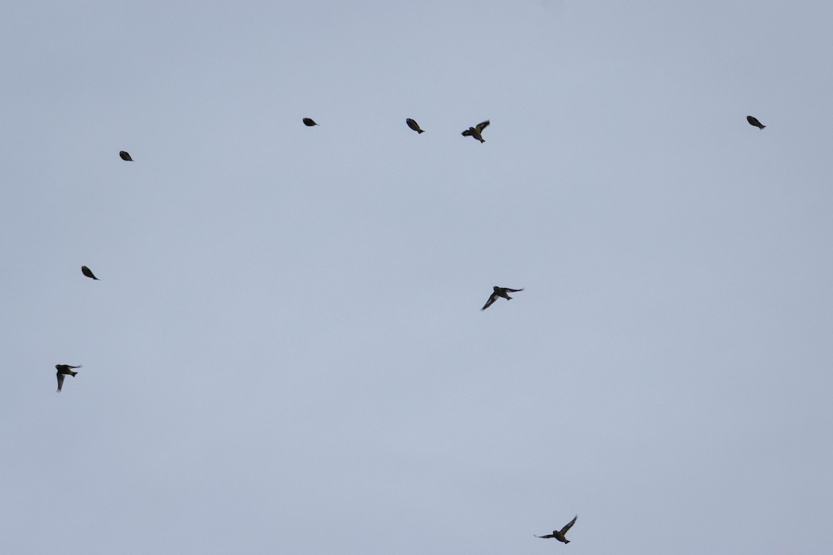 Evening Grosbeak - ML644658850