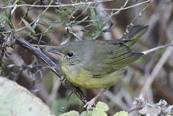Mourning Warbler - ML644658851