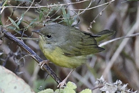 Mourning Warbler - ML644658852