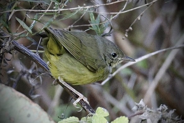 Mourning Warbler - ML644658853