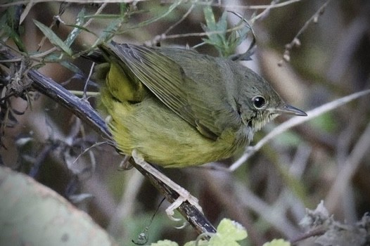 Mourning Warbler - ML644658854