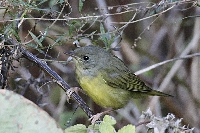 Mourning Warbler - ML644658855