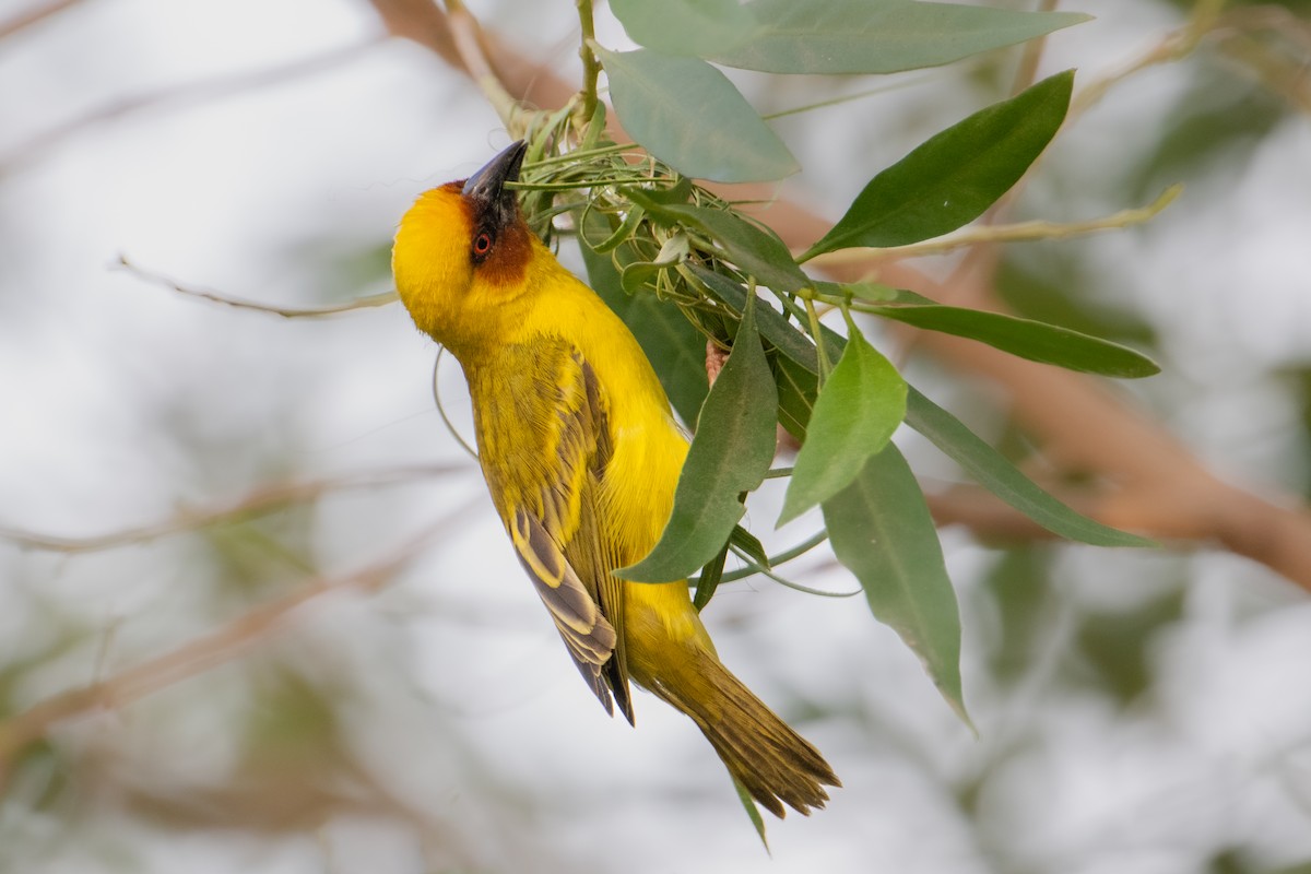 キイロハタオリ - ML644658860