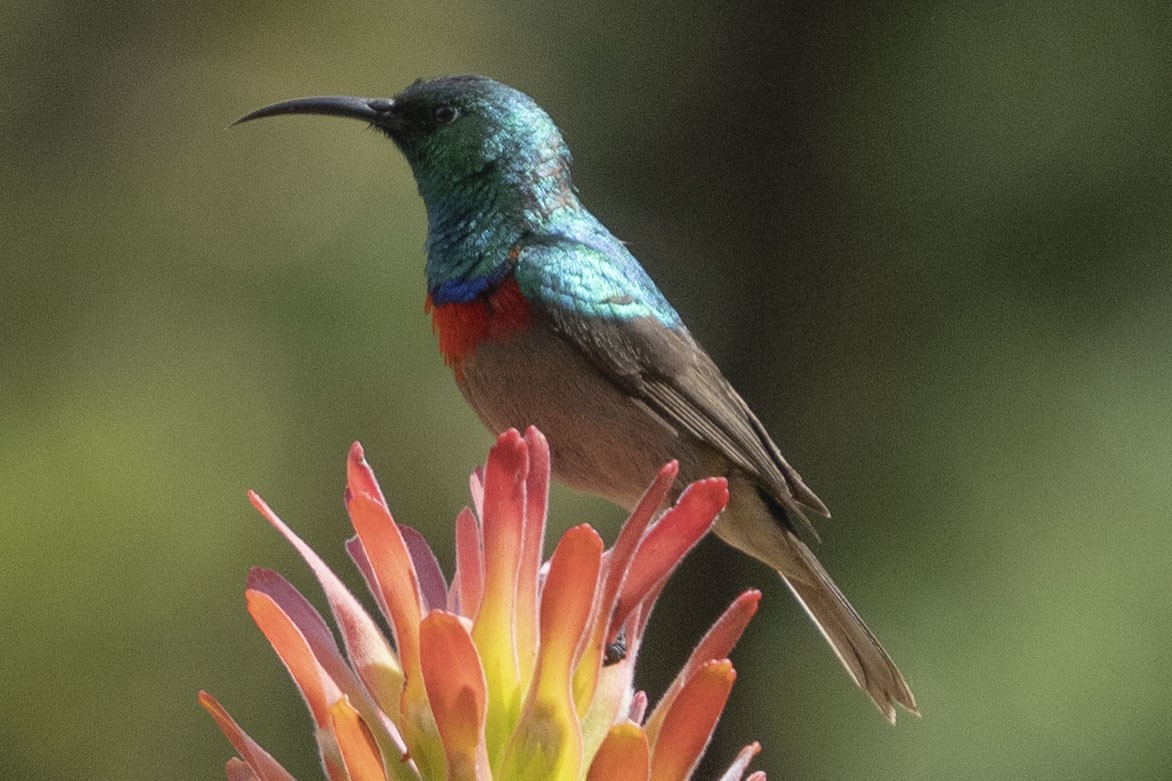 Southern Double-collared Sunbird - ML644658868