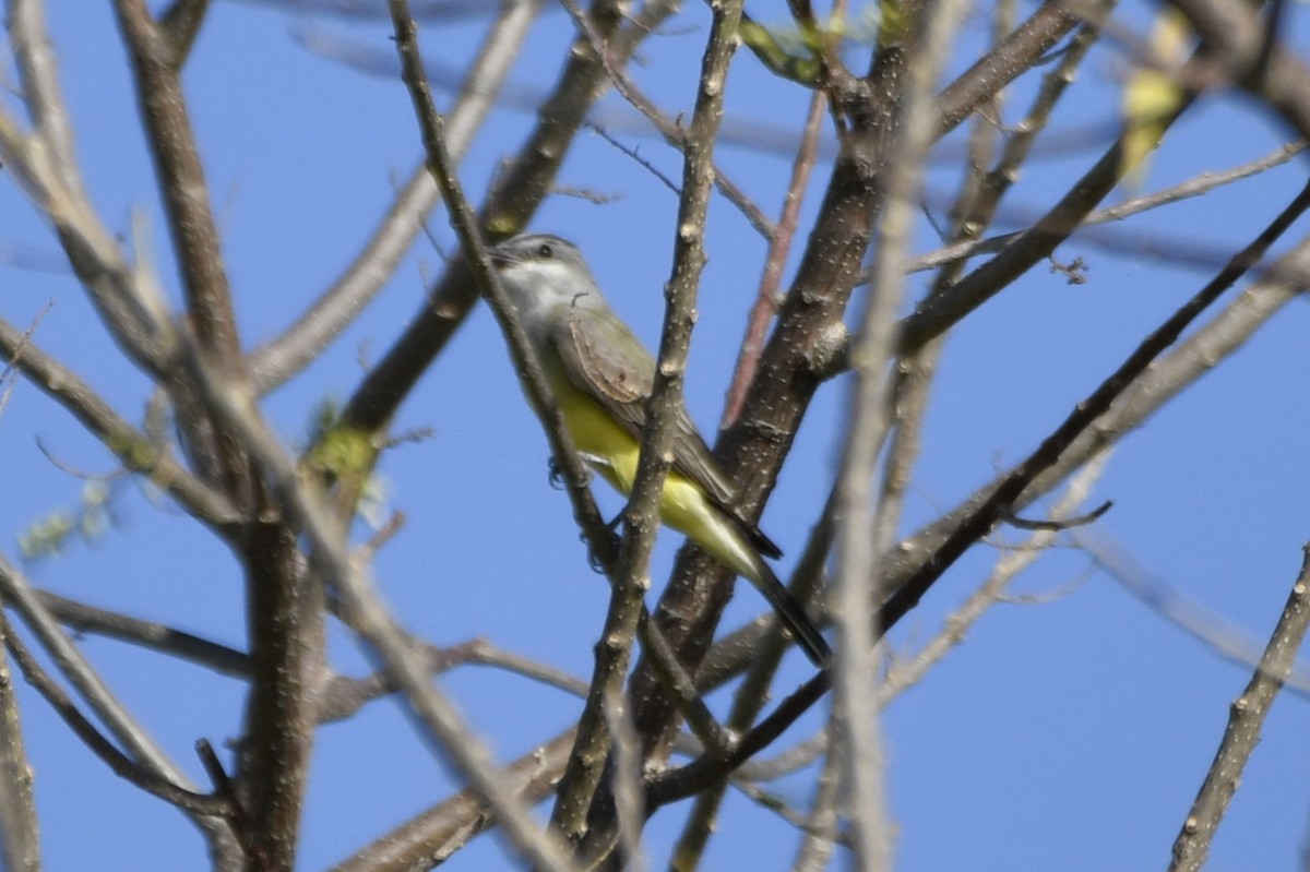 Western Kingbird - ML644658870