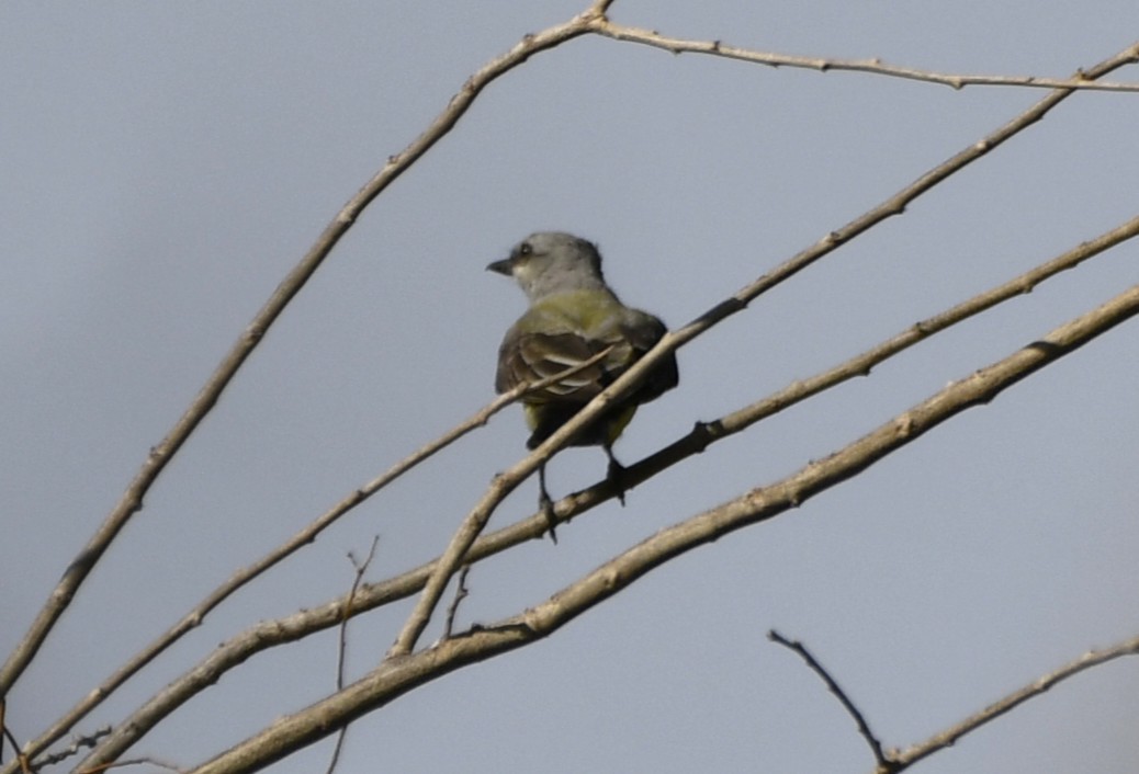 Western Kingbird - ML644658873