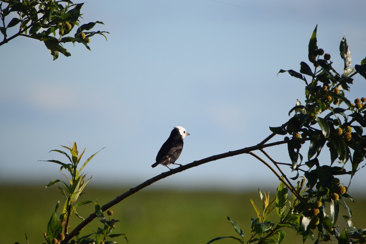 Moucherolle à tête blanche - ML644658874