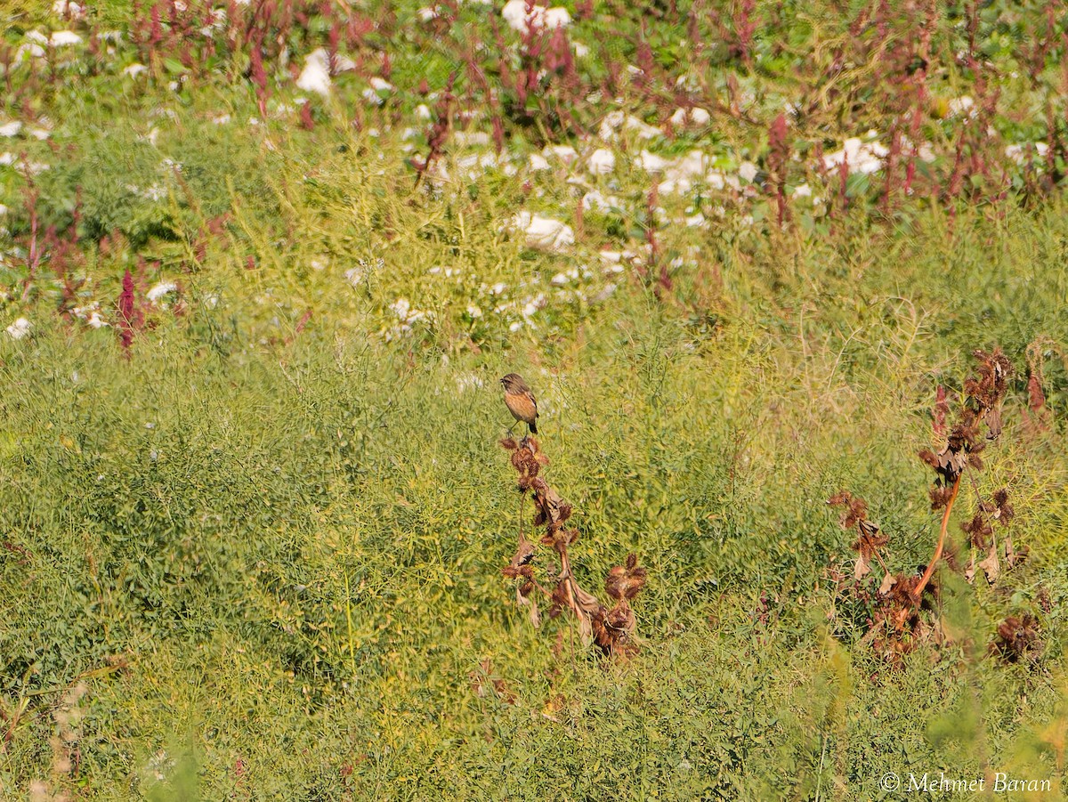Трав'янка чорноголова - ML644658875