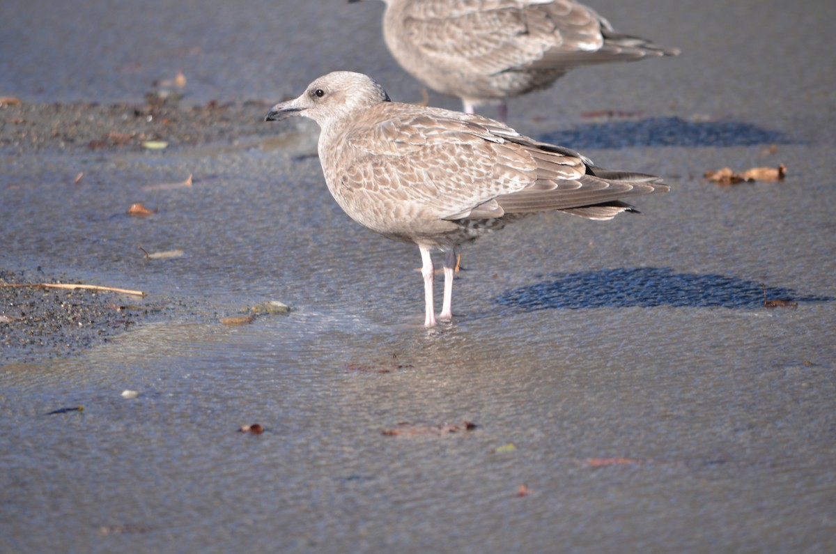 Goéland hudsonien - ML644658880