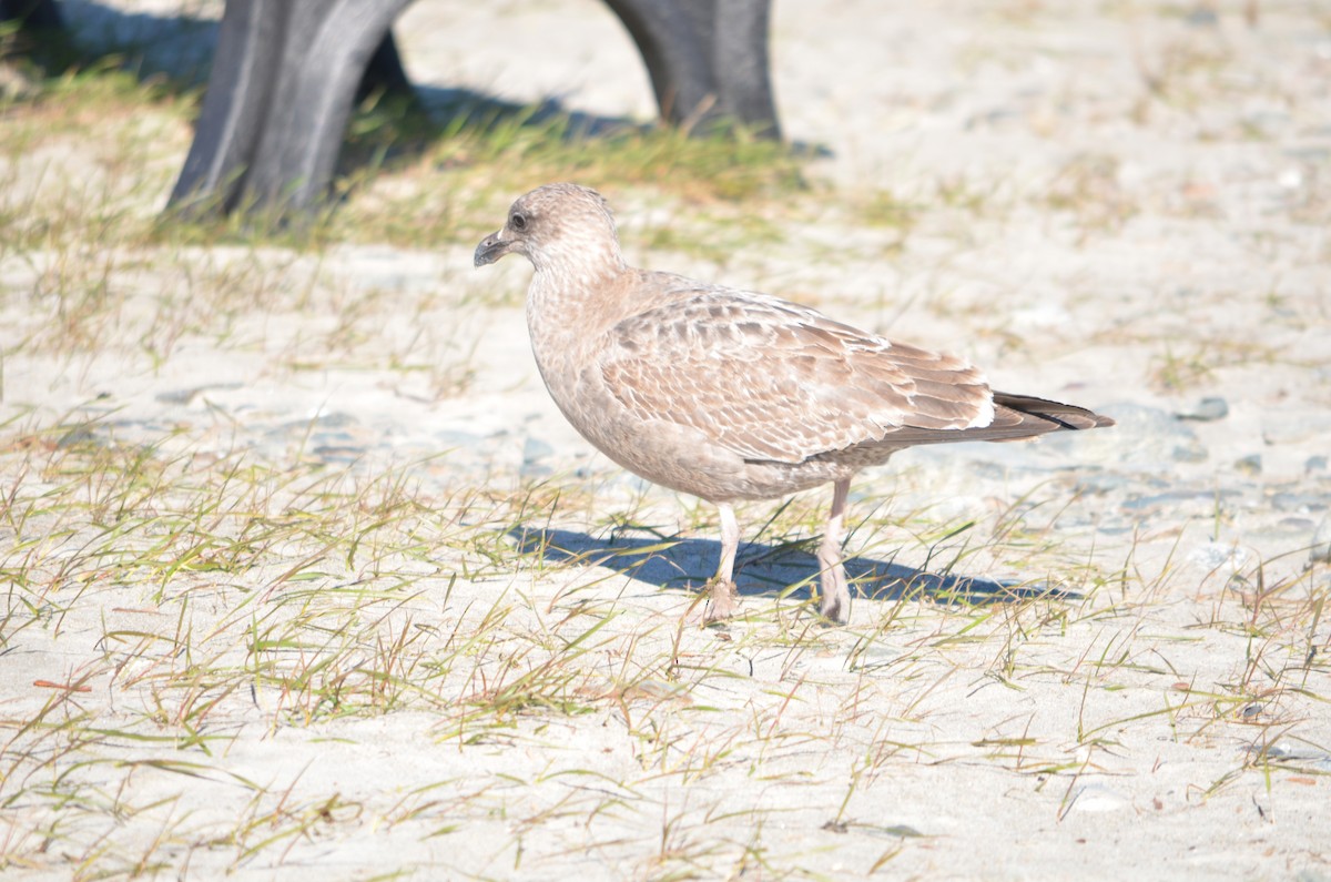 Goéland hudsonien - ML644658881