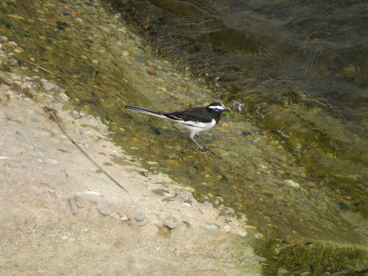 Bergeronnette indienne - ML644658883